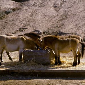 Przewalski Horses - 1981