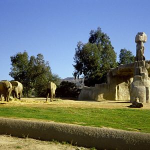 Elephant exhibit - 1981