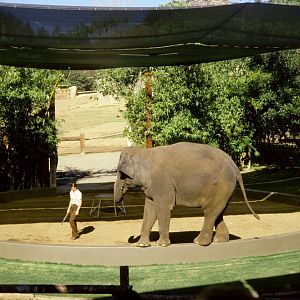 Elephant Show - 1981