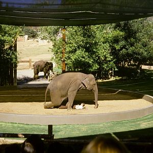 Elephant Show - 1981