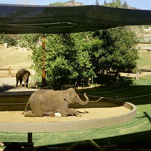 Elephant Show - 1981