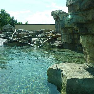 River Otter Exhibit