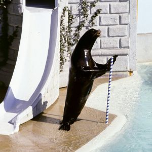 Sealion Show - 1981