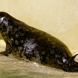 Harbour Seal - 1981