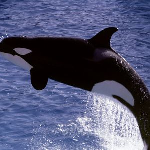 Killer Whale - 1981
