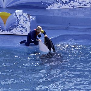 Killer Whale Show - 1981