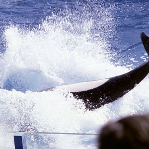 Killer Whale breaching - 1981