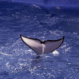 Killer Whale fluke - 1981