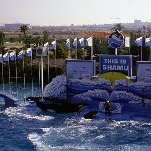 Killer Whale Show- 1981