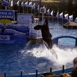 Killer Whale Show - 1981