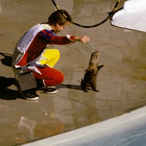 Performing Otter, Sealion Show - 1981