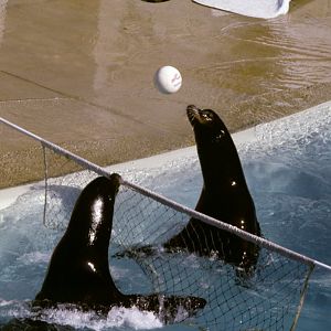 Sealion Volleyball - 1981