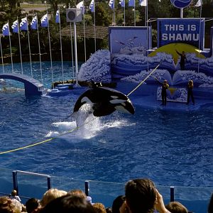 Killer Whale Show - 1981