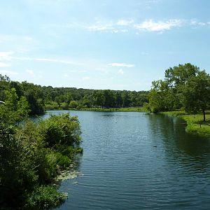 African Savanna Overview