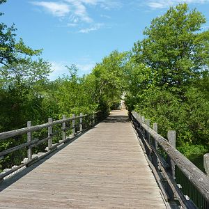 African Savanna - Boardwalk