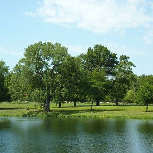 African Savanna Overview