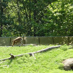 Multi-Acre Guinea Baboon Exhibit