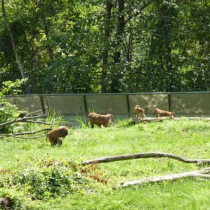 Multi-Acre Guinea Baboon Exhibit