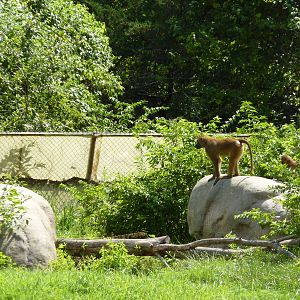 Multi-Acre Guinea Baboon Exhibit