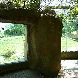 Multi-Acre Guinea Baboon Exhibit