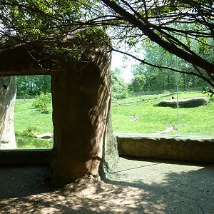 Multi-Acre Guinea Baboon Exhibit