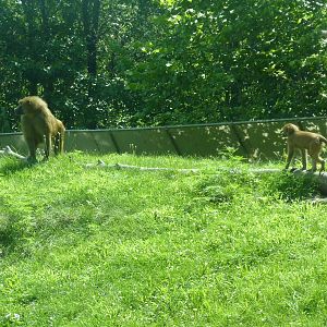 Multi-Acre Guinea Baboon Exhibit