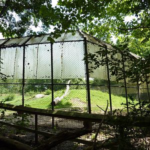 Multi-Acre Guinea Baboon Exhibit