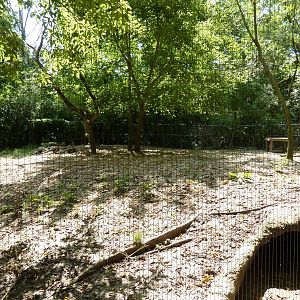 African Wild Dog Exhibit