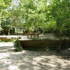African Wild Dog Exhibit