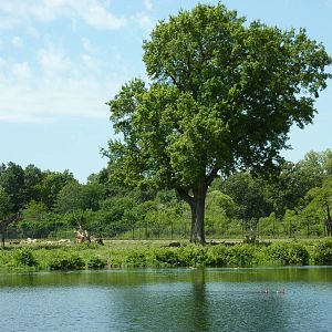 African Savanna Overview