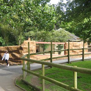 aardvark outside enclosure