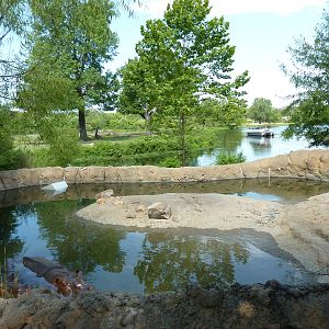 Nile Hippo Exhibit