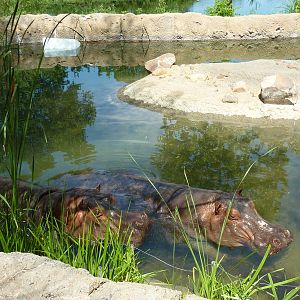 Nile Hippo Exhibit