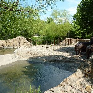 Nile Hippo Exhibit