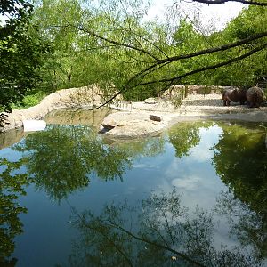 Nile Hippo Exhibit