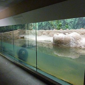 Slender-Snouted Crocodile Exhibit