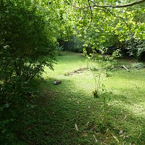 Kori Bustard Exhibit