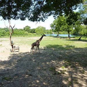 Multi-Acre African Savanna