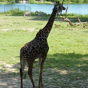 Multi-Acre African Savanna