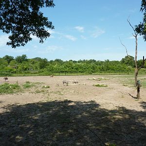 Multi-Acre African Savanna