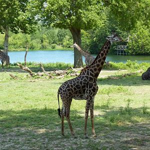 Multi-Acre African Savanna