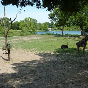 Multi-Acre African Savanna