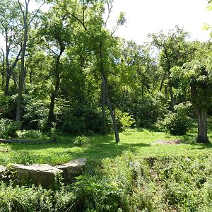3-Acre Chimpanzee Exhibit