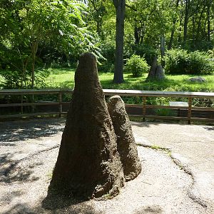 3-Acre Chimpanzee Exhibit - Viewing Area