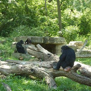 3-Acre Chimpanzee Exhibit