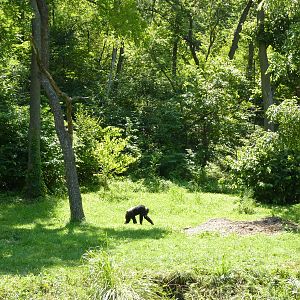 3-Acre Chimpanzee Exhibit