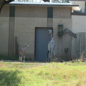 Reticulated Giraffes