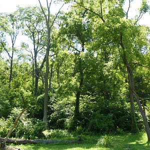 3-Acre Chimpanzee Exhibit