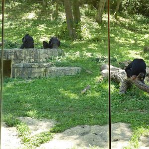 3-Acre Chimpanzee Exhibit