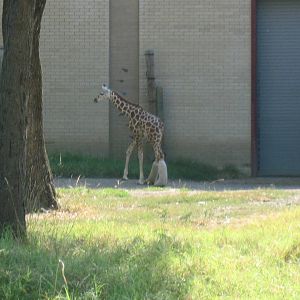 Reticulated Giraffe